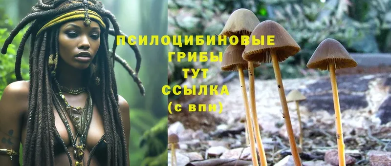 Галлюциногенные грибы MAGIC MUSHROOMS  закладка  Нижнеудинск 